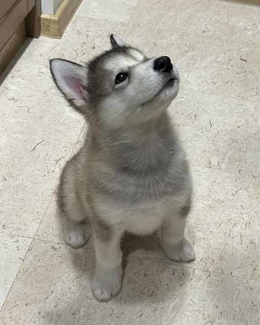 Прекрасен малък Аляски маламут търси своето любящо семейство