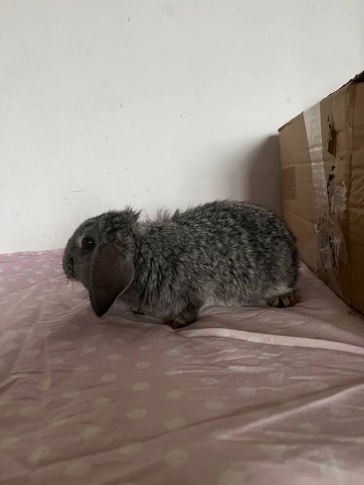 Вислоухий Карликовый кролик