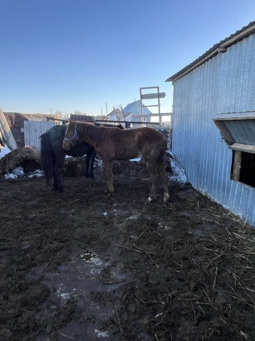 Дончак тай сатылады