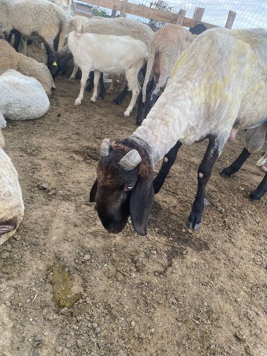 Berbec Cărăbaș  de vanzare