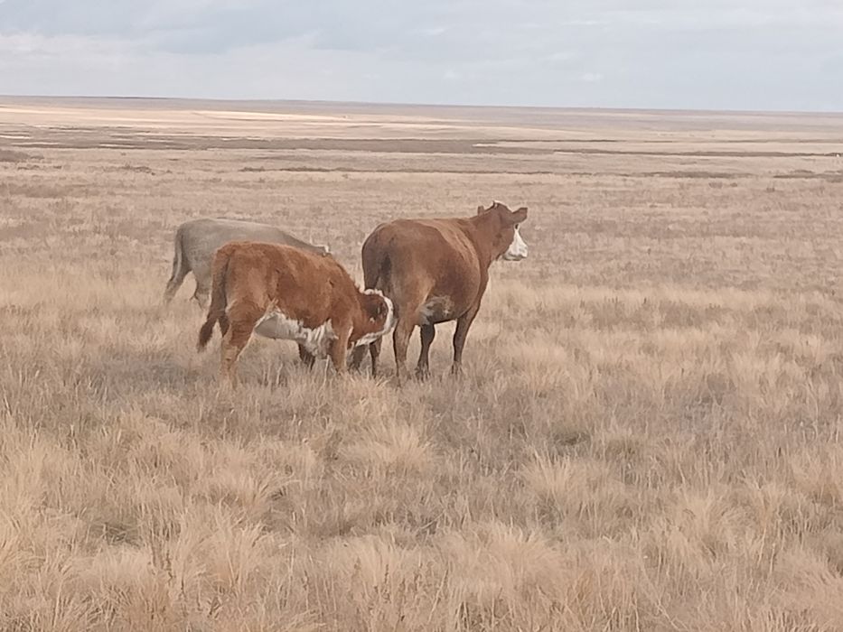 Ірі қаралар сатылады