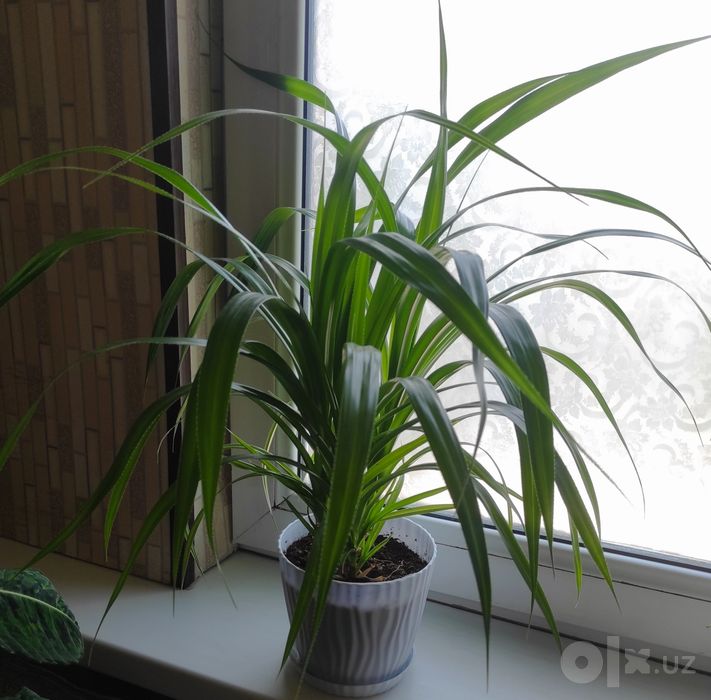 Продам свои комнатные растения