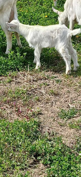 Vând trei ieduțe sannen tinere