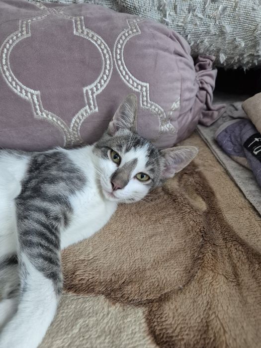 Отдам  котят  бесплатно