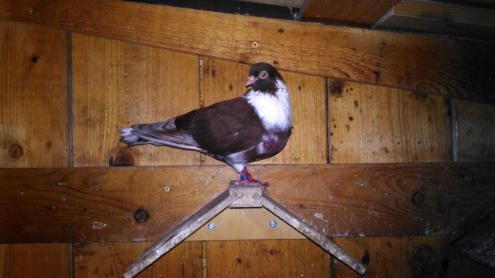 Porumbei jucatori galateni si visinii cu chenare