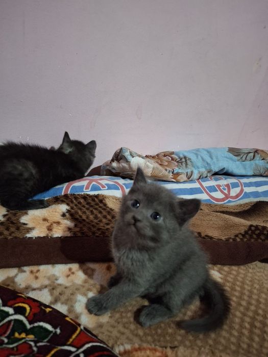 mushuk sotiladi zotli