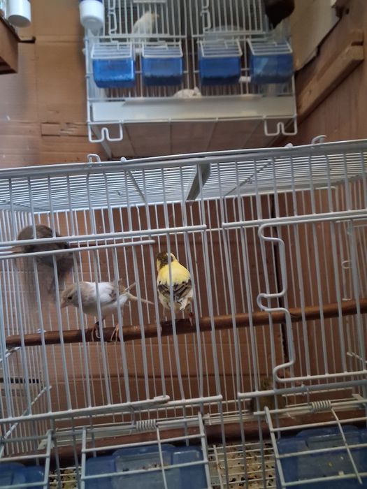 Vinzare canari canarite pui de canari