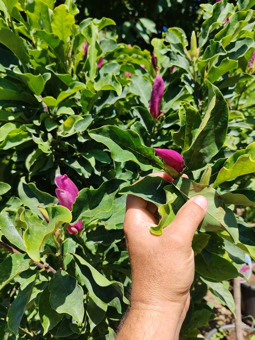 Magnolia la ghiveci 1,5 m pana la 2m