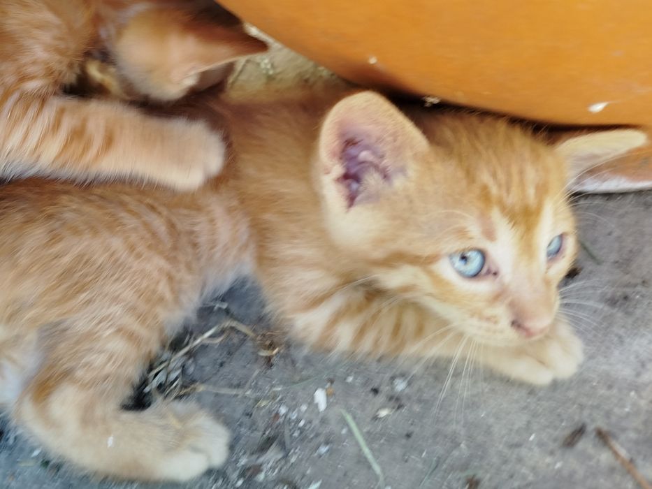 Малки котета търсят дом