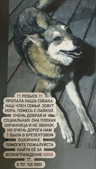 Розыск собаки Норы