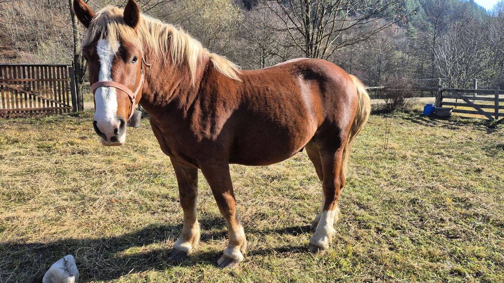 Armasar 2 ani , de vanzare