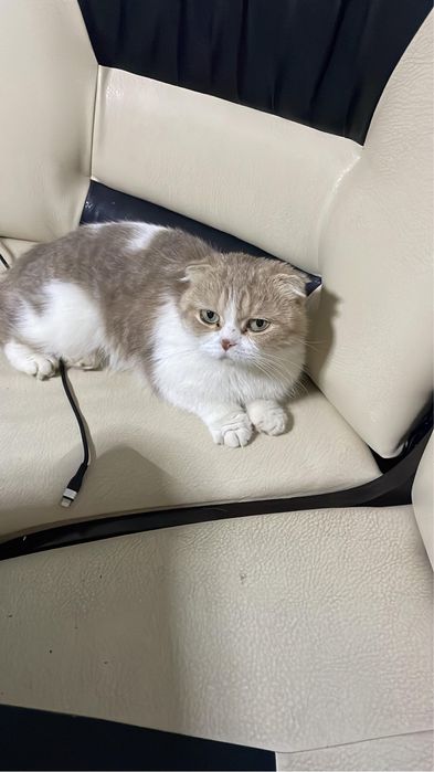 Отдаем вислоухую шотландку