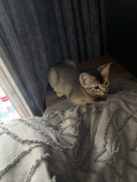 Дерзкие котята Чаузи