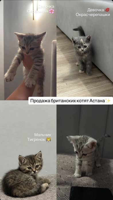 Коята породистые