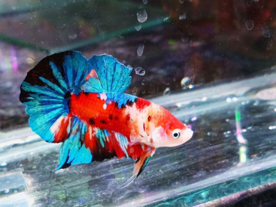 Pesti betta rari : koi,nemo,plakat.veiltail,shortfin,marble
