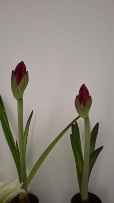 Амариллис бордовый Royal Velvet