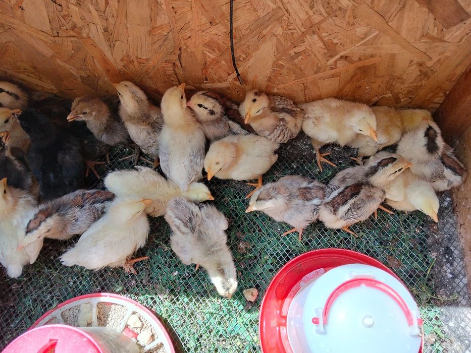 Продам цыплят недельных