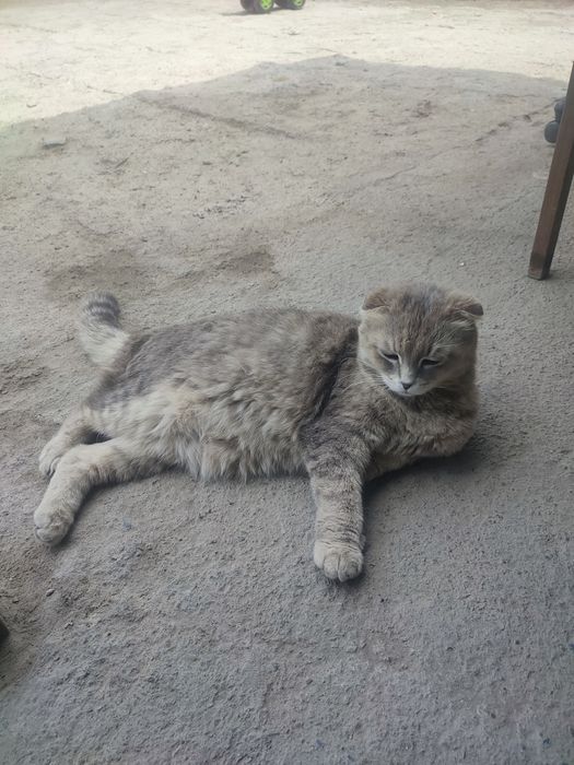 Кошка Висаухй беременная