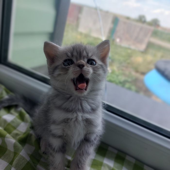 котята скоттиш- страйт, скоттиш-фолд !