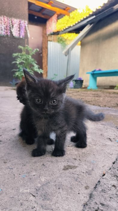 Кошки шотландские  2 месяца