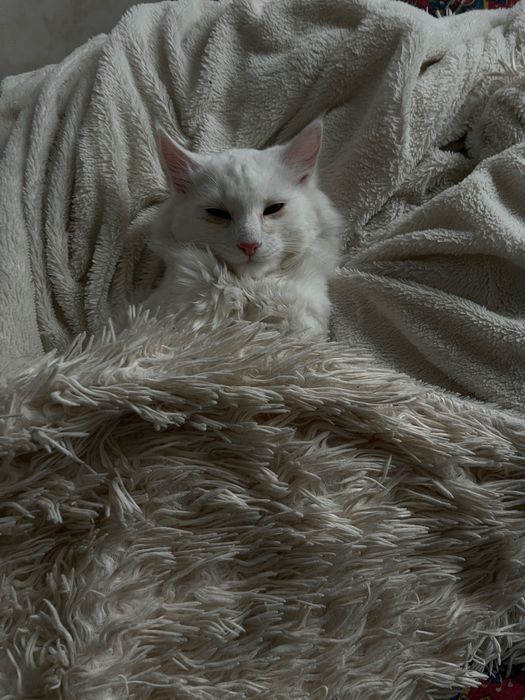 Кота в хорошие руки