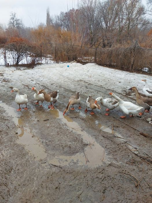 Гуси добрый домашний