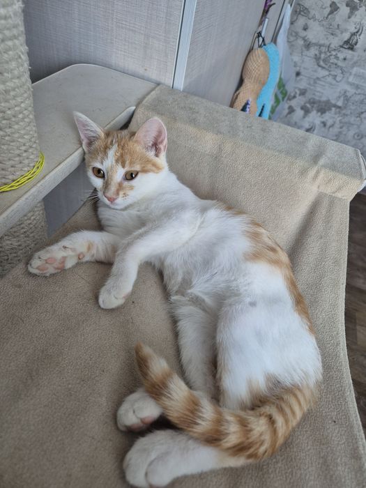 Отдам  котят  бесплатно