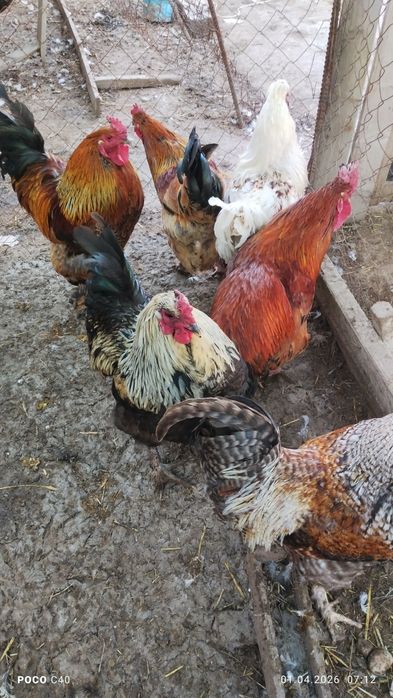 Қораздар, петухи