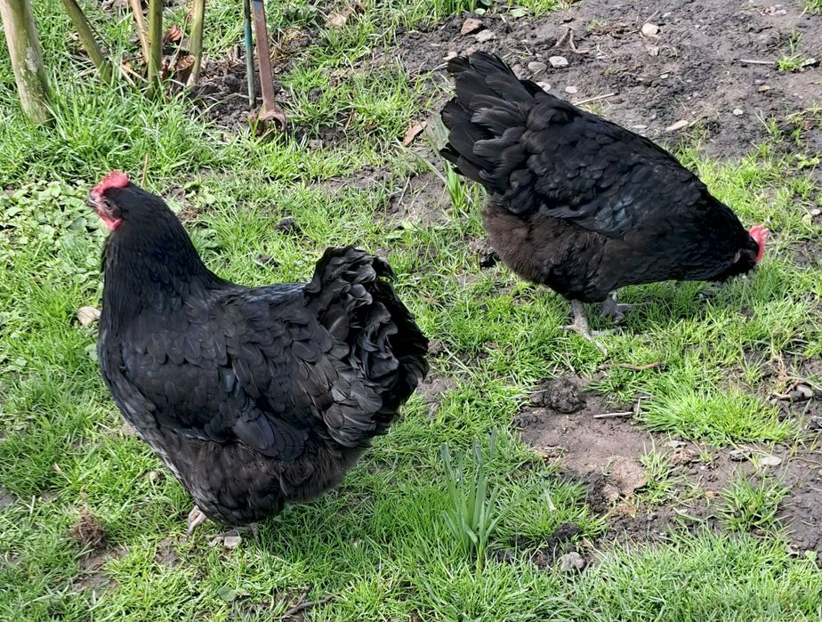 Gaini de un an, ouatoare,  rasa AUSTRALOP