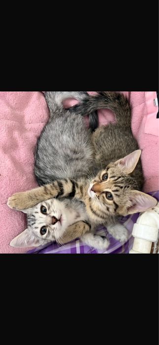 Котята в добрые руки!