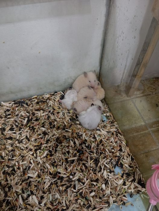 Hamster Хомячоклар