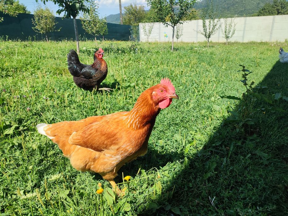 Oua de casă ,gaini crescute in iarbă