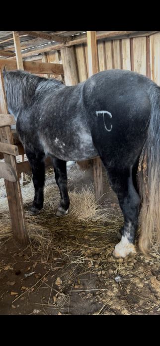 Продается Жеребец полутяж