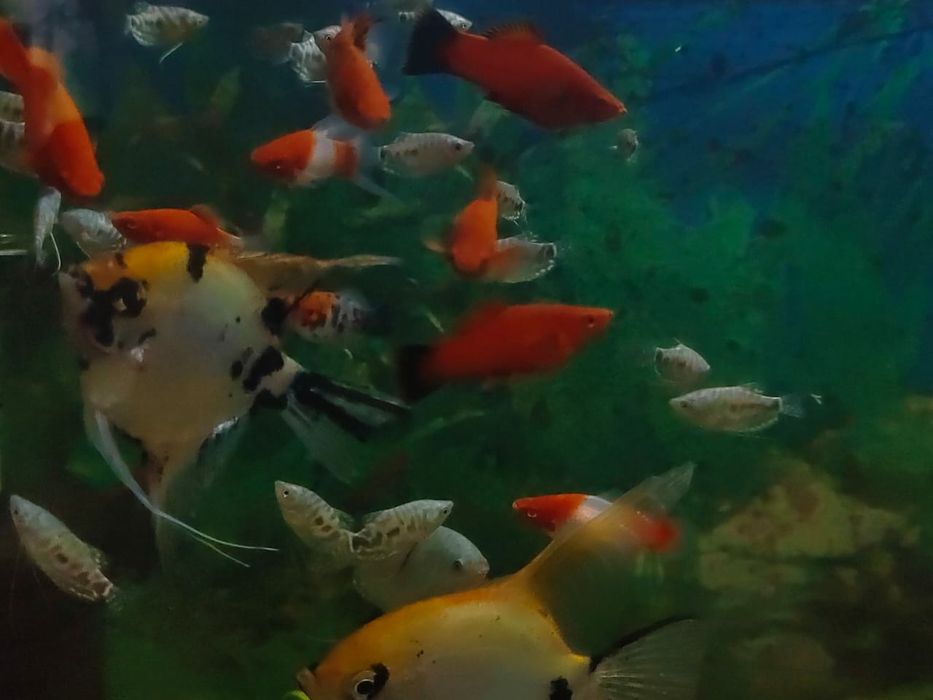 Домашние рыбки для аквариума