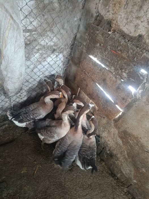 Vând gâște americane!