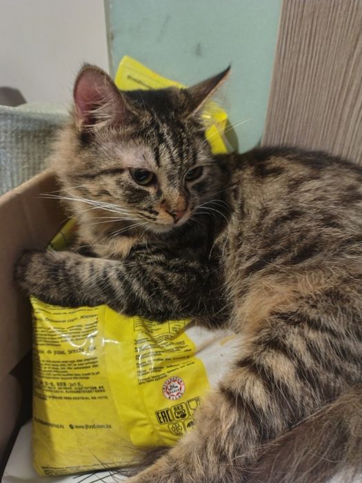 Отдам полумейкунов