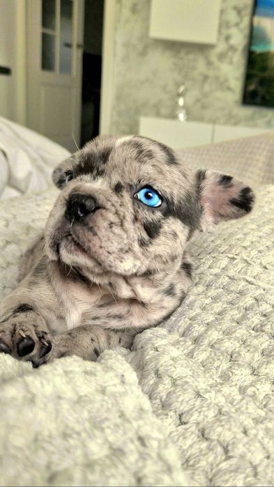 Bulldog Francez Blue merle Husky eyes