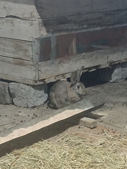 Кролики порода Бабачки