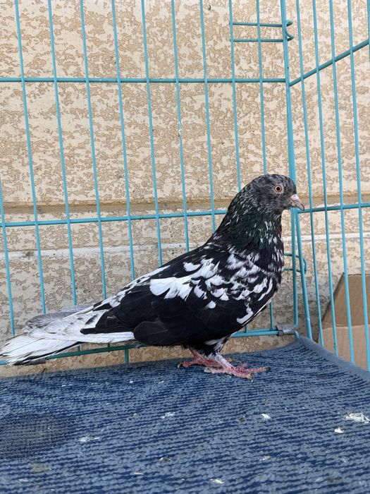 Челкар кара пат