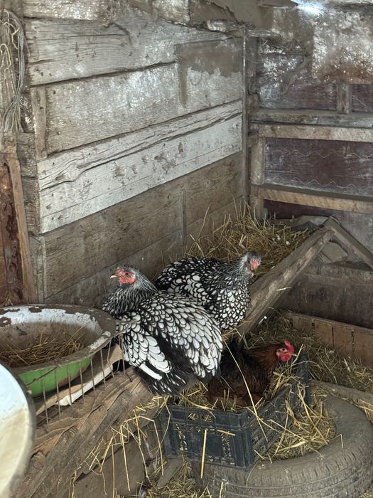 Vând doi cocoși Australop și 6 puicuțe și 2cocosi de wyadontte