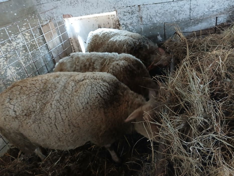 De vânzare 3 oițe gestante