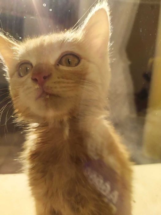 Кошка | Девочка Мия