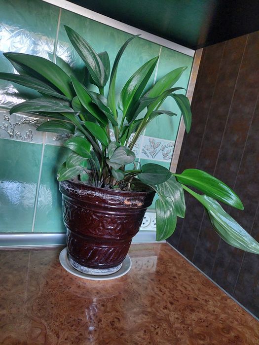 Дримиопсис комнатные растения