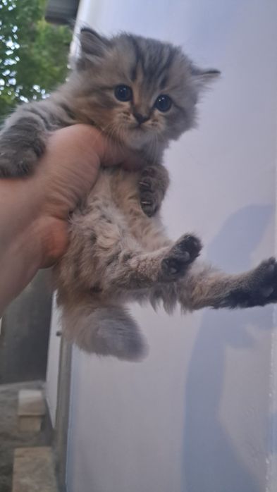 Мушуклар сотилади скотш фолд