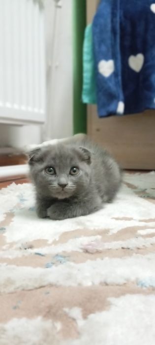 Mushuk urģochi 2 oylik