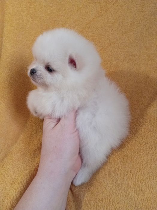 Продам щенка шпица