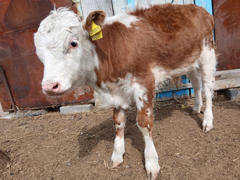 Продам бычков 5-6 месяцев