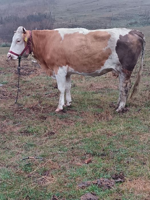 Vând urgent o vacă de abator