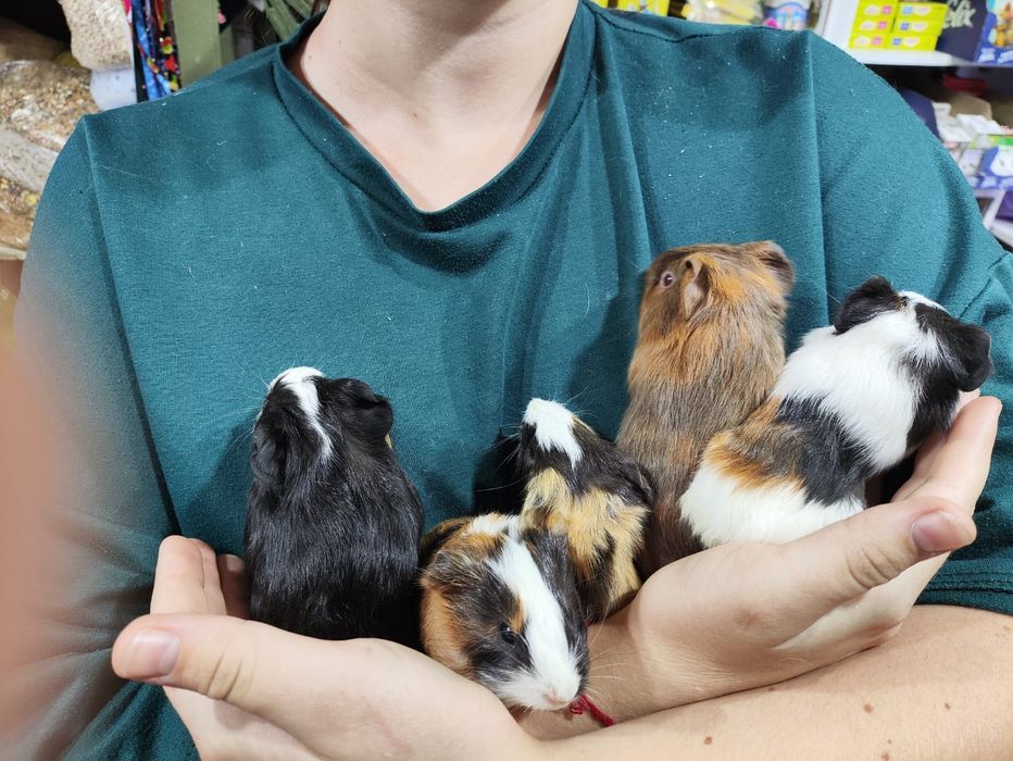 Морские свинки в продаже