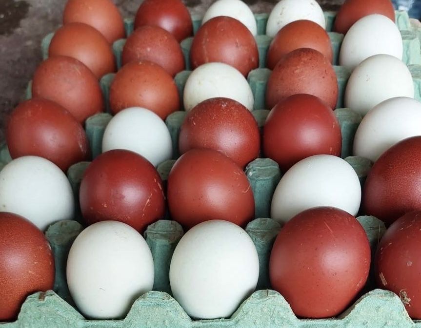 Маран и Амераукана-Цветни великденски яйца от щастливи кокошки